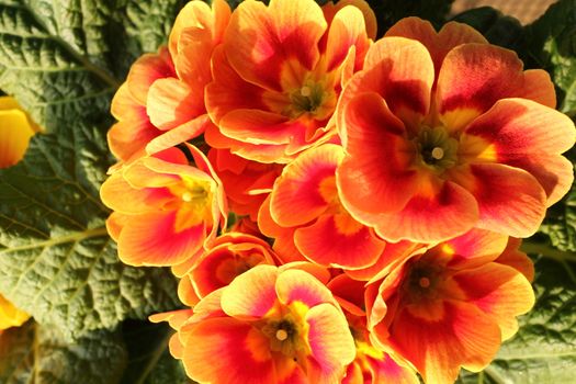 Primroses in a private garden very well illuminated