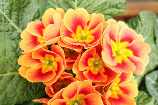 Primroses in a private garden very well illuminated