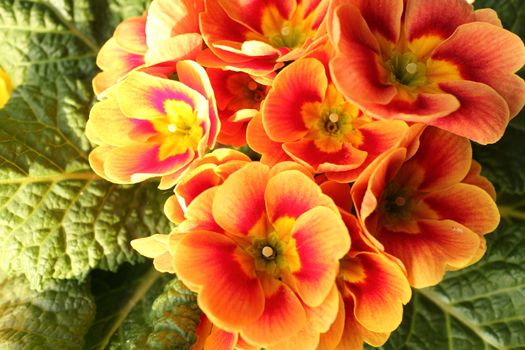 Primroses in a private garden very well illuminated