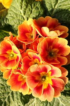 Primroses in a private garden very well illuminated