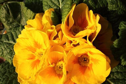 Primroses in a private garden very well illuminated