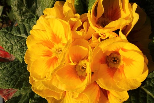 Primroses in a private garden very well illuminated