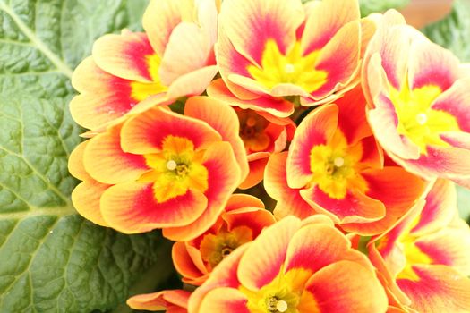 Primroses in a private garden very well illuminated