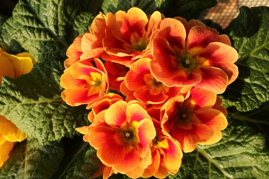 Primroses in a private garden very well illuminated