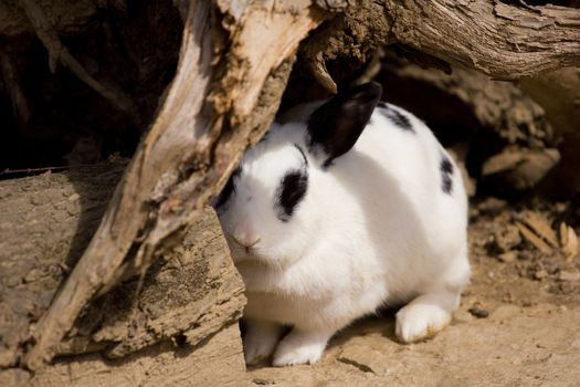 Rabbit coming out of hiding