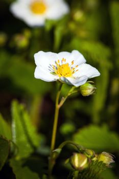 Blackberry bush flowers (Rubus fruticosa), buds and foliage