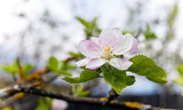 Blooming white apple tree with shallow depth of field