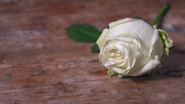 white rose in decomposition of a wooden base