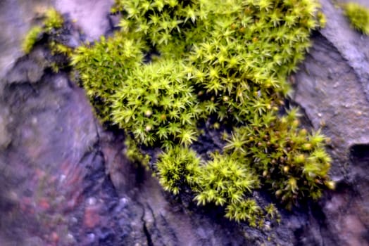 Macro picture of a moss