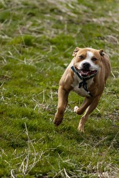Running American Staffordshire terrier on a grass
