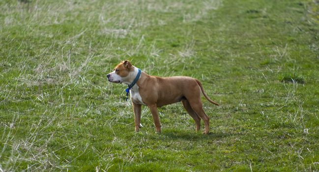 Amstaff dog posing on grass field