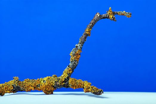 Fungus on a branch,picture of 