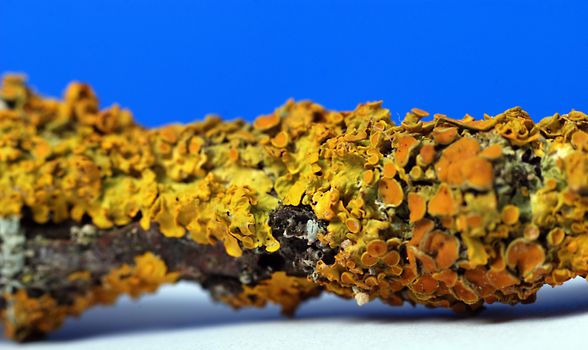 Fungus on a branch,picture of 