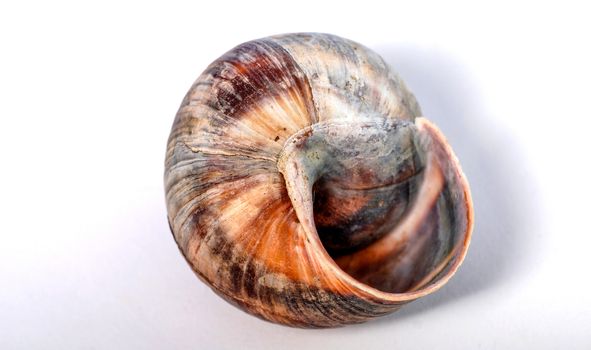 Snail shell, picture of a 