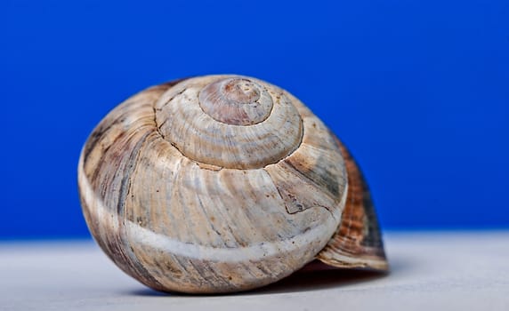 Snail shell, picture of a 
