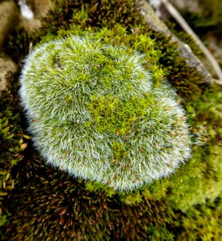 Macro picture of a moss