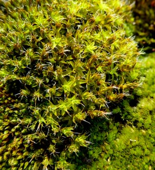 Macro picture of a moss