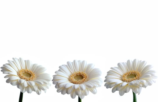 Row of white gerbera daisies over a white background