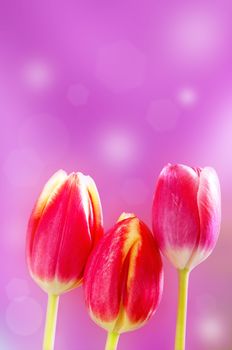 Three tulips in a row 