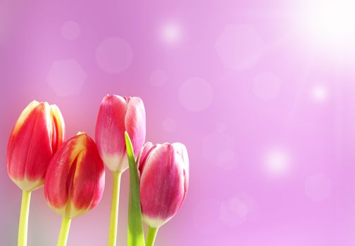 Row of red, yellow and pink tulips in the sun
