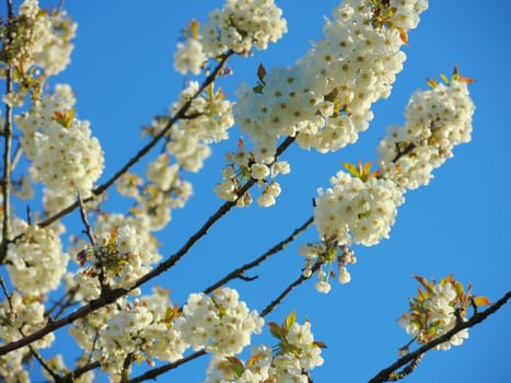 A close-up image of beautiful white blossom against a clear blue sky.