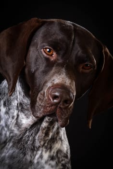 german shorthaired pointer portrait on black background