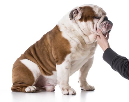 dog and human bond - english bulldog with owners hand on chin on white background