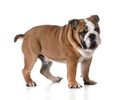 puppy playing - bulldog puppy with silly expression on white background