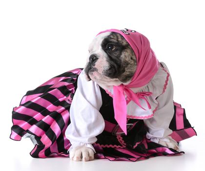 dog dressed up like a pirate on white background - bulldog female