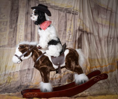 dog riding a rocking horse - american cocker spaniel puppy