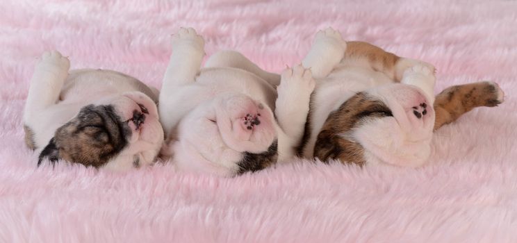 sleeping puppies - three bulldog puppies in a row on pink background - three weeks old