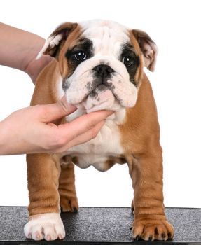 stacking show puppy - bulldog female three months old