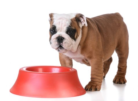 feeding the dog - bulldog puppy standing at dog bowl waiting to be fed