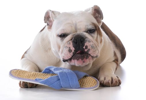 puppy chewing on slipper with funny expression on white background
