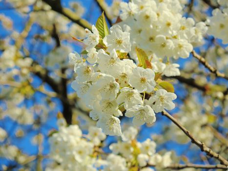 A close-up image of beautiful white blossom against a clear blue sky.