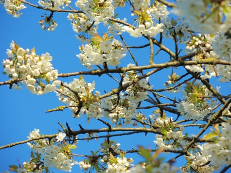 A close-up image of beautiful white blossom against a clear blue sky.