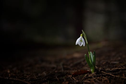 Single Snowdrop in the wood