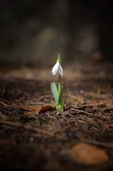 Single Snowdrop in the wood 