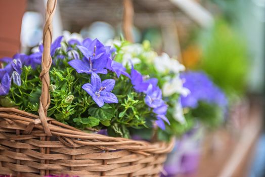 blue flowers at garden in sunny day