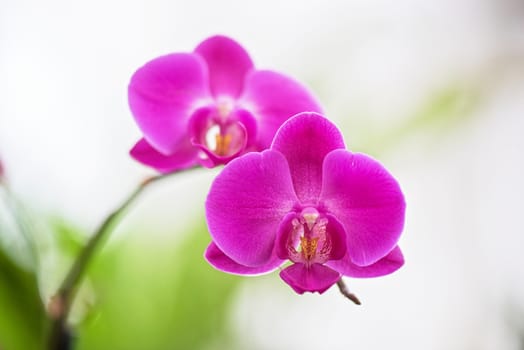 pink orchids at botanical garden
