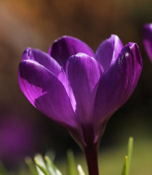 Purple crocus flower macro closeup spring feeling closeup