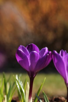 Purple crocus flower in garden spring feeling background