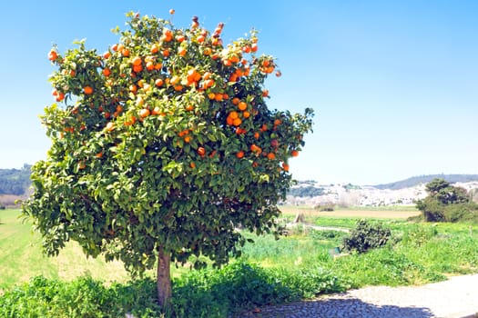 Tree full of oranges in spring time