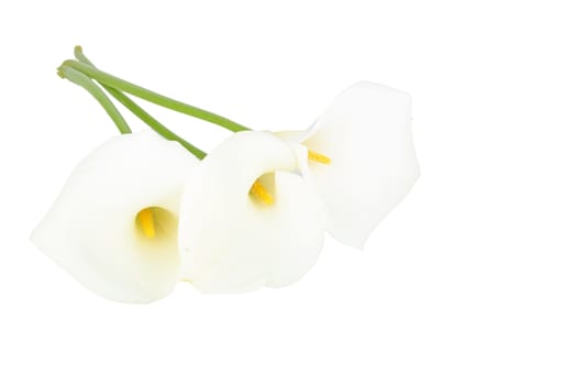 Blossoming calla flowers on a white background
