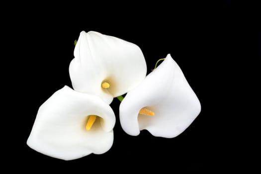 Calla lilies close-up on a black background
