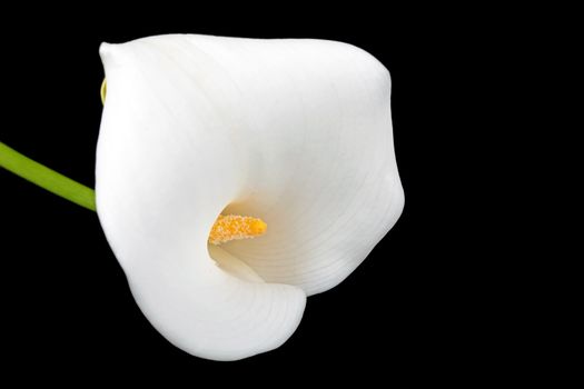 White calla flower on a black background