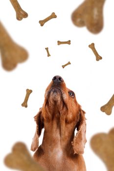 Dog food treats falling, dropping down, cocker looking, isolated on white background.