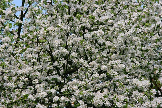 Background of spring blossoming cherry tree