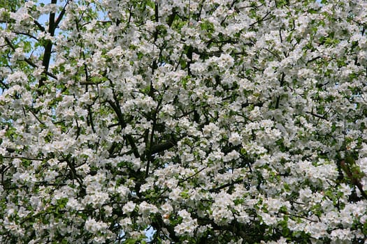 Background of spring blossoming cherry tree