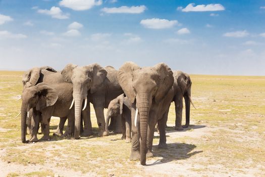Herd of african elephants in savanna. African elephant societies are arranged around family units made up of around ten closely related females and their calves and is led by an older female.